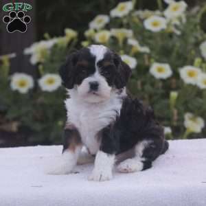 Bowen, Cavapoo Puppy
